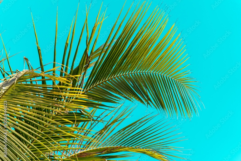 Coconut palm tree on blue sky background. Low angle view of palm trees growing against blue sky during sunny day.