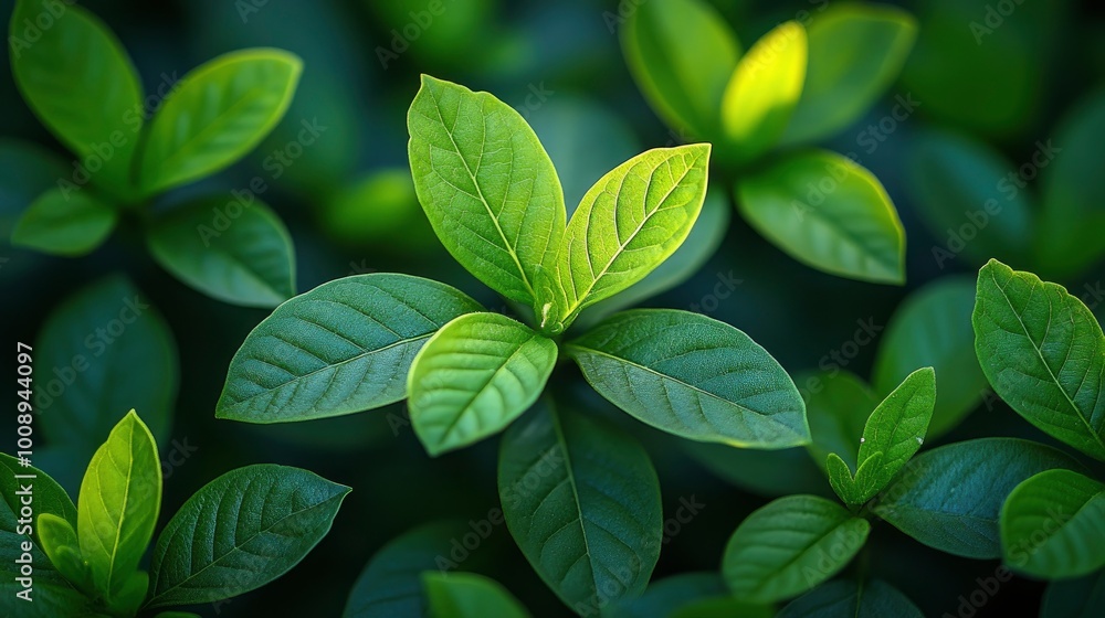 Vibrant Green Leaves Close Up Vibrant Green Leaves Close Up