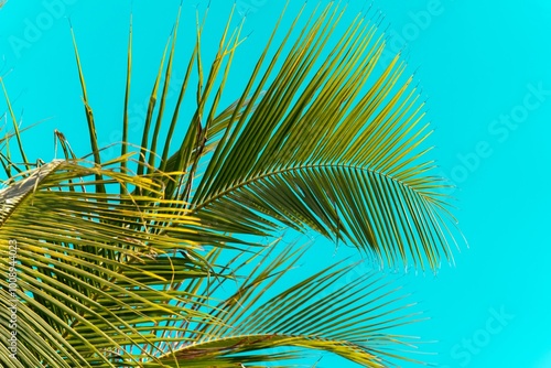 Obraz na płótnie Coconut palm tree on blue sky background. Low angle view of palm trees growing against blue sky during sunny day. w salonie