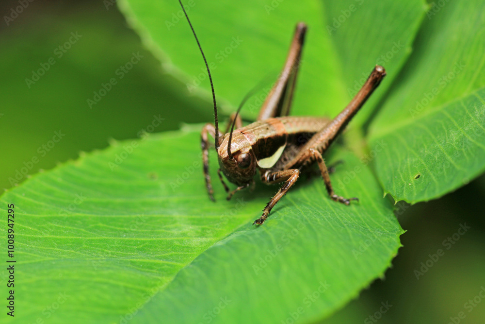 dark bush cricket grasshopper insect macro photo dark bush cricket grasshopper insect macro photo