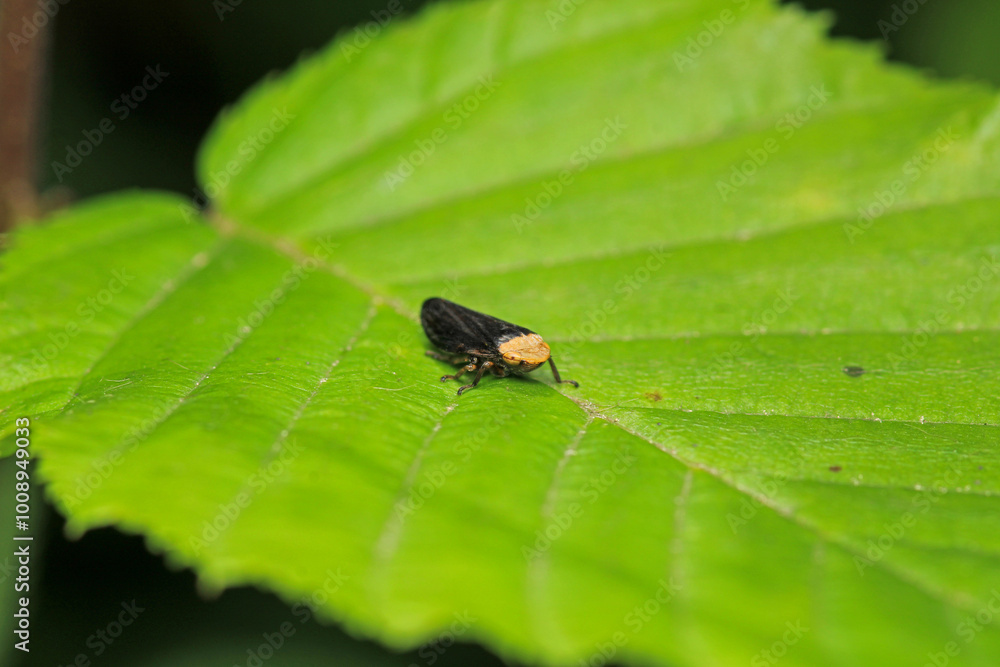 natural Passionvine hopper insect macro photo natural Passionvine hopper insect macro photo