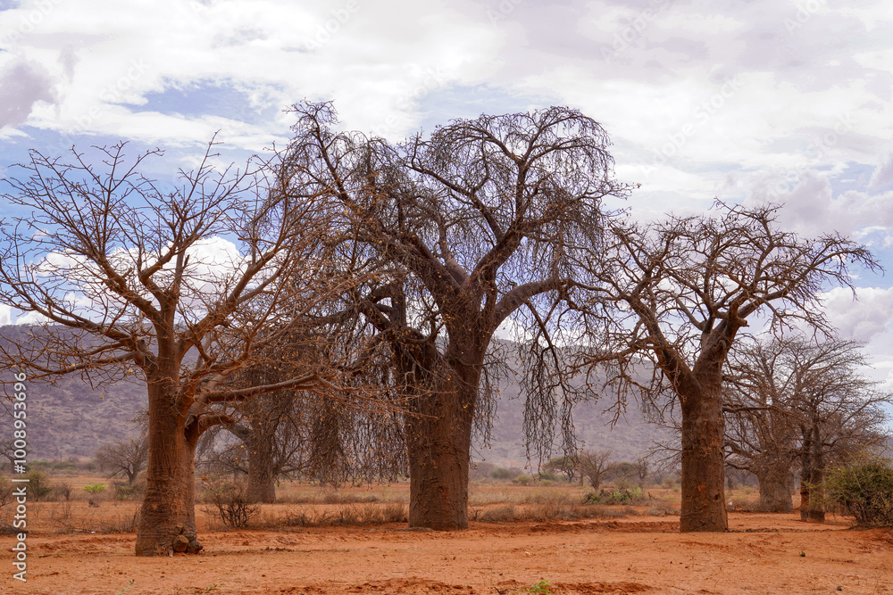 Baobab Tree in the Savannah Baobab Tree in the Savannah