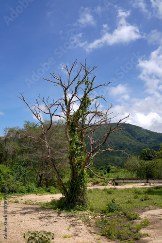 tree in the savannah photo