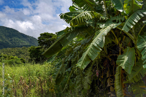 banana tree in the mountains photo