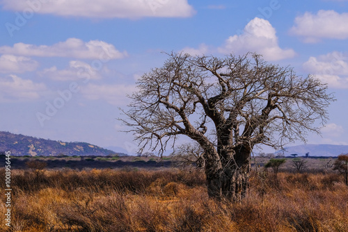 Baobab Tree