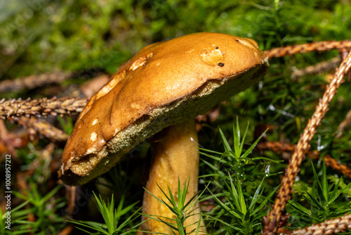 Ein einzelner Pilz in herbstlicher Umgebung photo