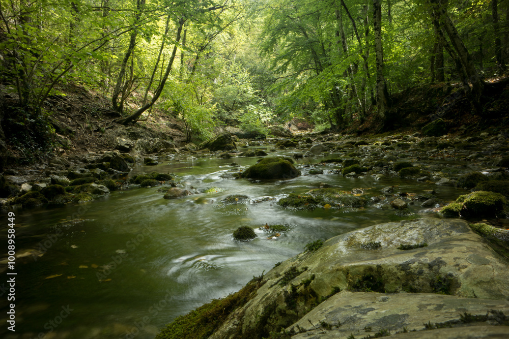 Fototapeta premium river in the forest