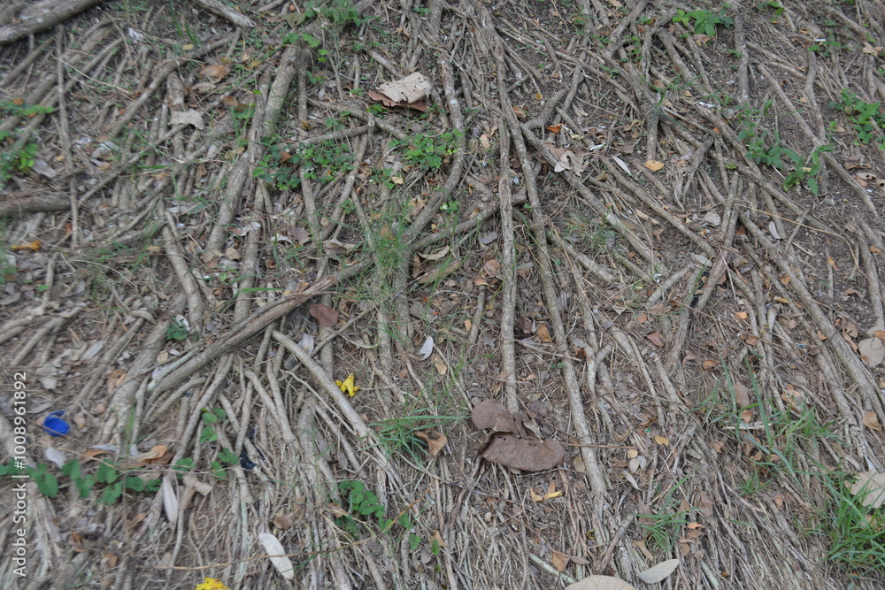 Pattern of roots on the ground Pattern of roots on the ground