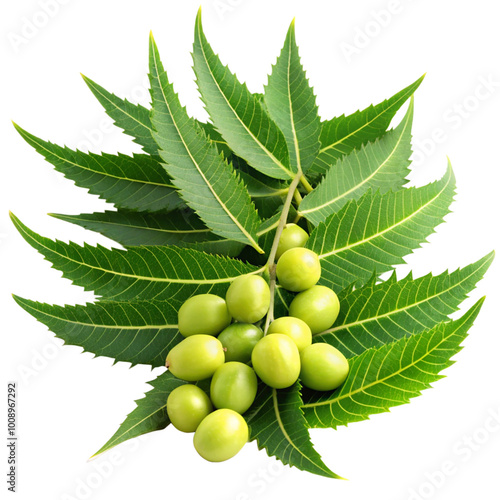 Medicinal neem leaves with fruit over transparent background