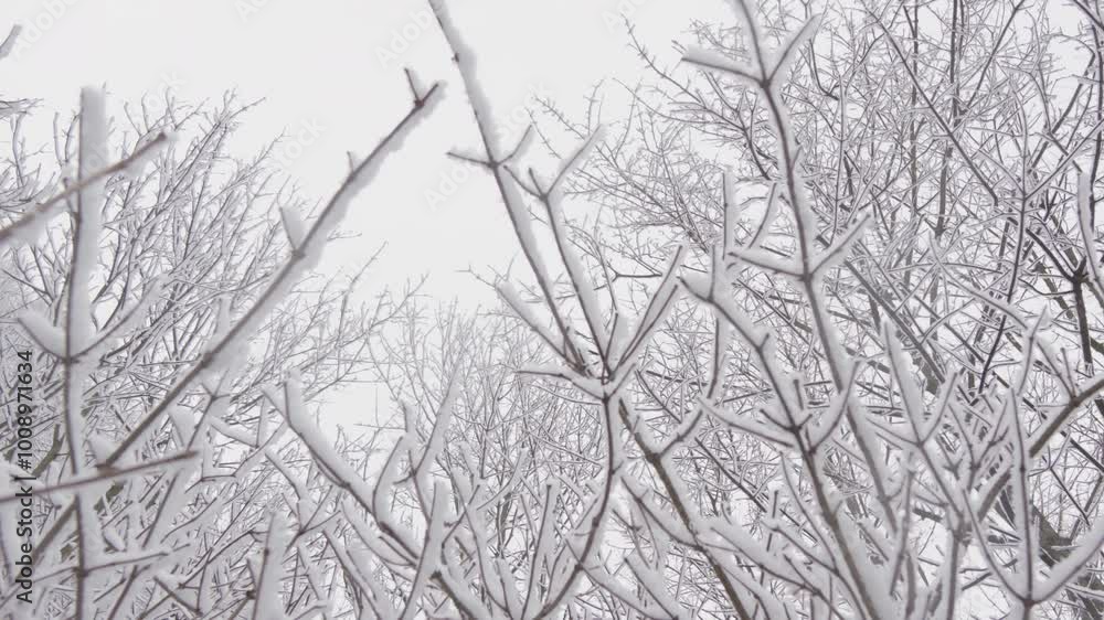 Imagine a Serene Winter Wonderland a picturesque scene showcasing SnowCovered Trees amidst a beautifully frosty landscape, where the atmosphere is calm and the weather is chilly Imagine a Serene Winter Wonderland a picturesque scene showcasing SnowCovered Trees amidst a beautifully frosty landscape, where the atmosphere is calm and the weather is chilly