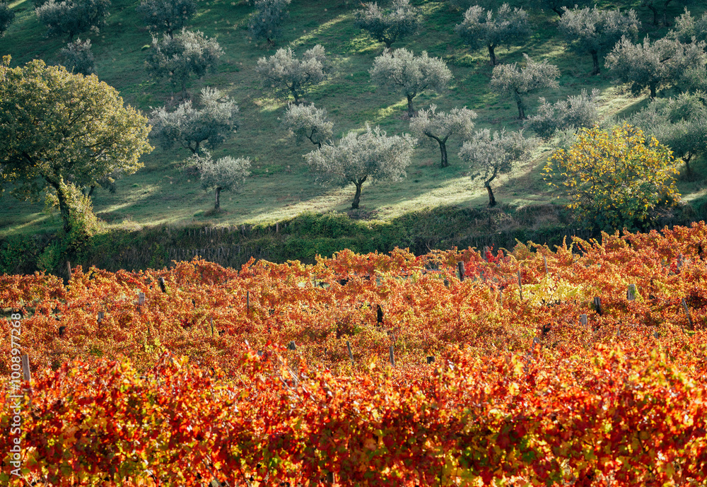 Sagrantino wine vineyards in autumn, Montefalco, Umbria, Italy.