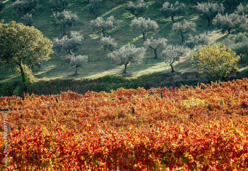 Obraz na płótnie Sagrantino wine vineyards in autumn, Montefalco, Umbria, Italy. w salonie