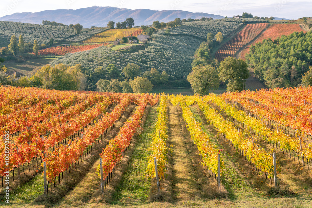 Sagrantino wine vineyards in autumn, Montefalco, Umbria, Italy.