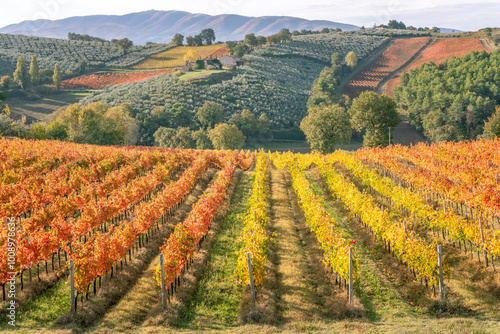 Sagrantino wine vineyards in autumn, Montefalco, Umbria, Italy.