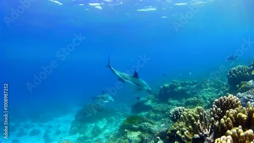 Wallpaper Mural beautiful view in the ocean video Torontodigital.ca