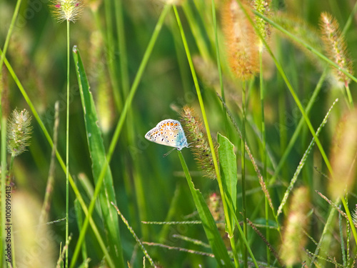 A (Polyommatus Icarus) butterfly with open colored wings in the middle of plants