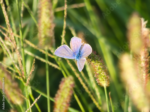 Close-up of a (Polyommatus Icarus) butterfly with open colored wings on a plant