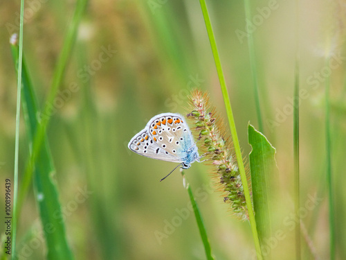 Close-up of a (Polyommatus Icarus) butterfly with colored wings on a plant