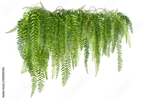 fern isolated on white Green Boston ferns are beautifully green. Common sword fern leaves hang on walls for offices or decorate houses. Separate green houses on a white background. photo