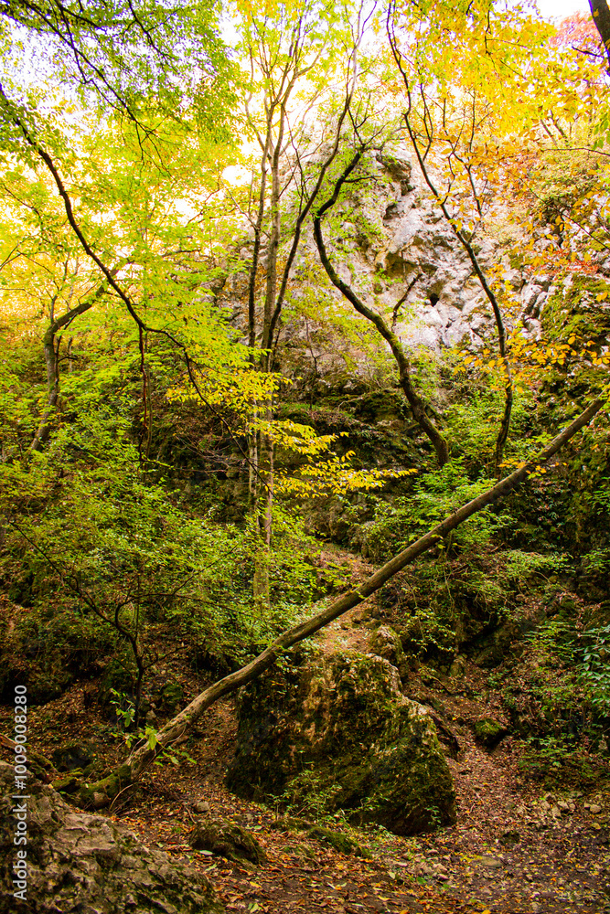 Naklejka premium autumn forest in the morning