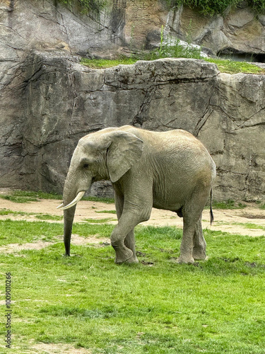 big elephant on the green lawn