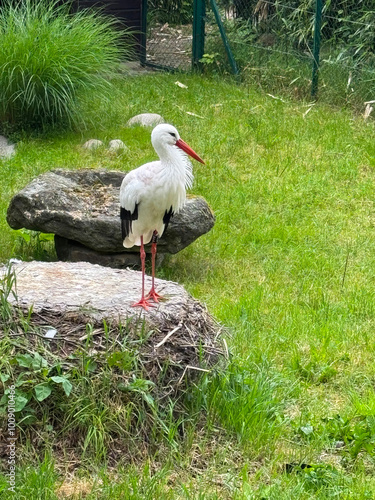 stork on the green lawn