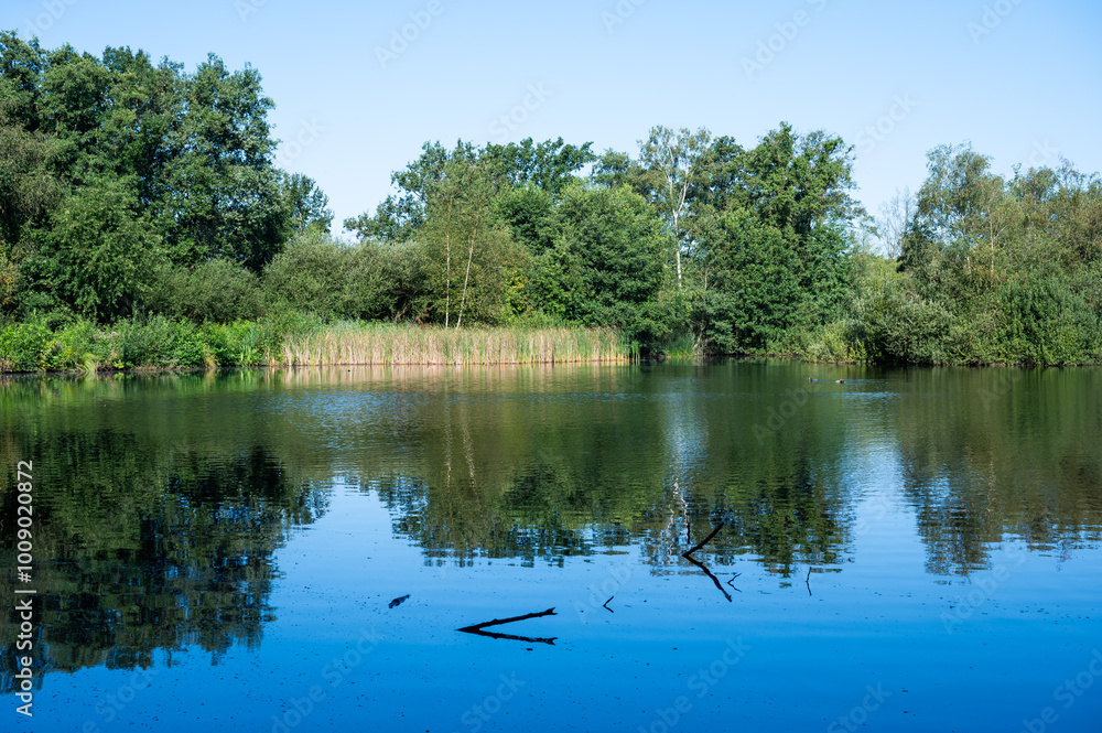 Natural reflectionsin a water pond of the De Maten nature reserve, Genk, Limburg, Belgium Natural reflectionsin a water pond of the De Maten nature reserve, Genk, Limburg, Belgium