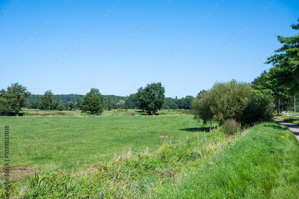 Fototapeta premium Green meadows at a Flemish nature reserve in Schulen, Limburg, belgium