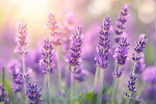 Lavender Field in Bloom