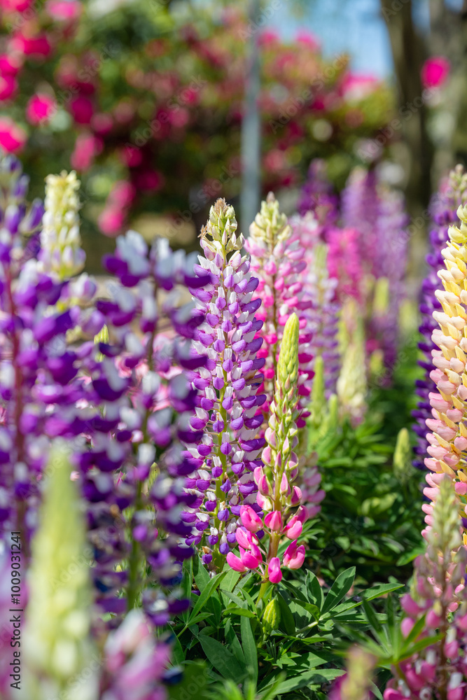 Lupinus polyphyllus in the garden. Lupinus polyphyllus in the garden.