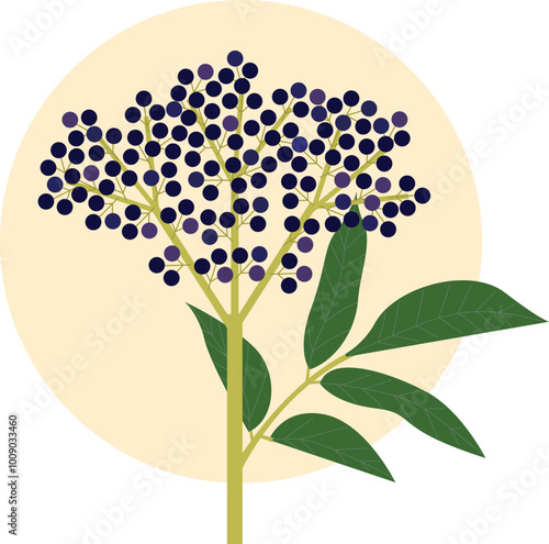 Elderberry vector illustration