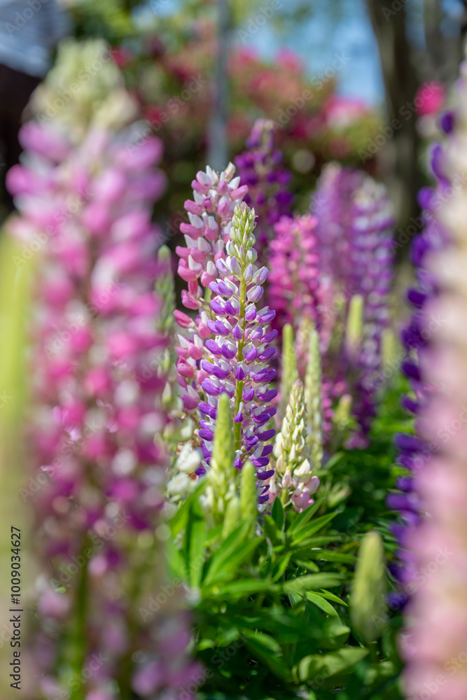 Lupinus polyphyllus in the garden. Lupinus polyphyllus in the garden.