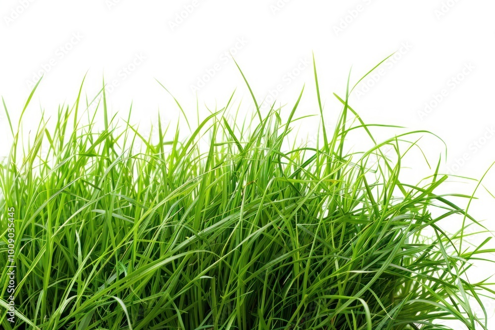 Fototapeta premium Green grass backgrounds plant lawn.