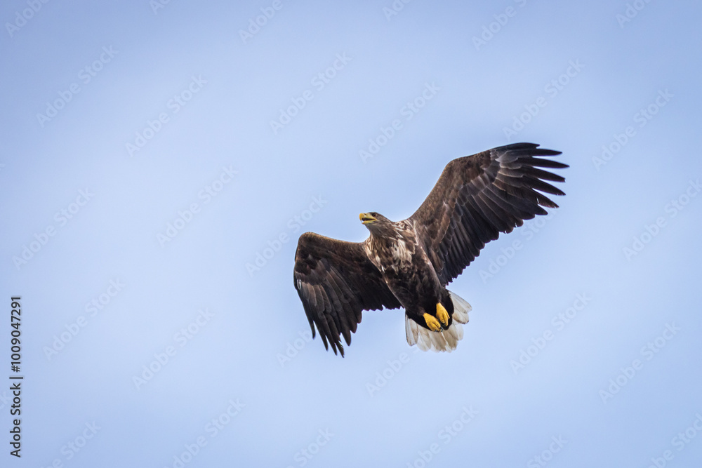Naklejka premium Ein Seeadler im Trollfjord, Norwegen