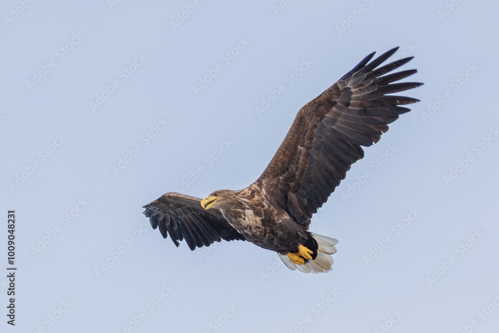 Ein Seeadler im Trollfjord, Norwegen Ein Seeadler im Trollfjord, Norwegen