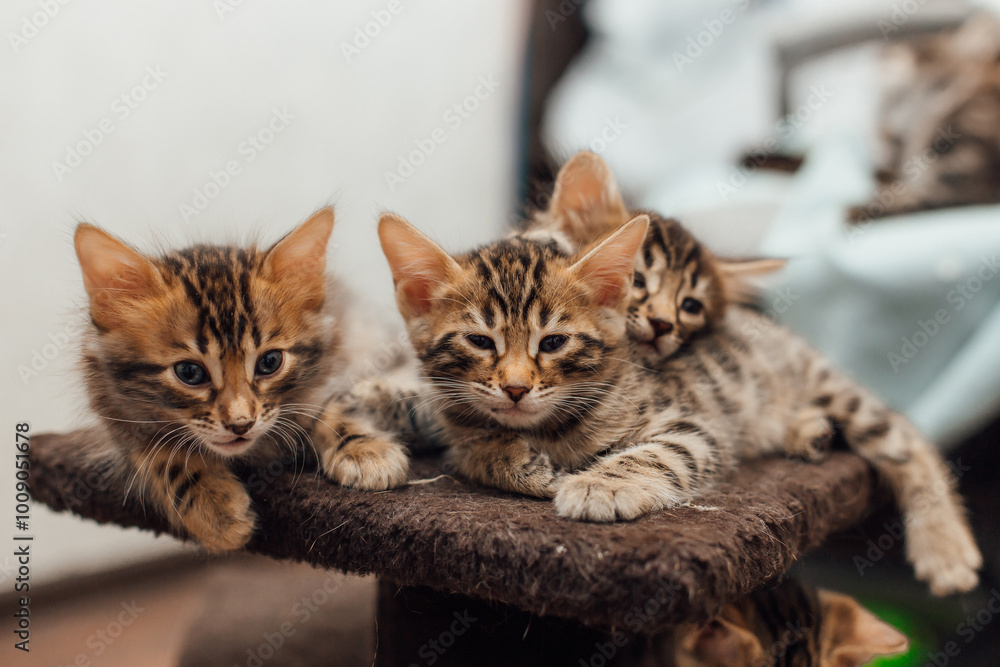Three cute bengal kittens laying on a soft cat's shelf of a cat's house. Three cute bengal kittens laying on a soft cat's shelf of a cat's house.