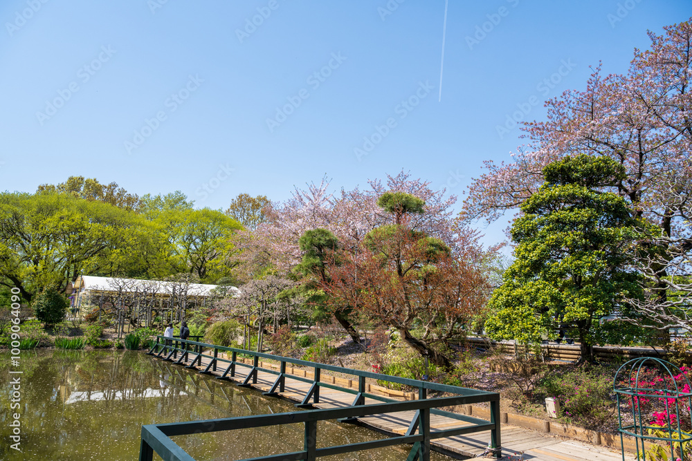 Fototapeta premium Tokyo, Japan - APR 15, 2024: Wisteria has not yet bloomed in Ashikaga Flower Park.