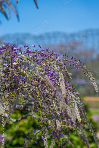 Wisteria floribunda flowers in the garden. photo