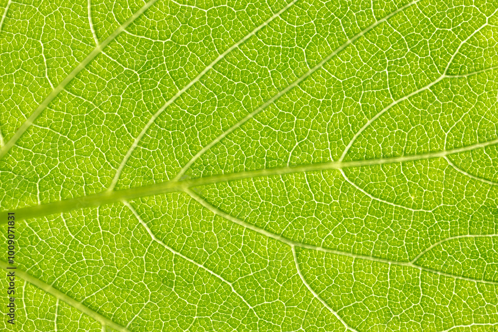 Green leaf macro background. Beautiful nature background. Leaf texture close-up. Environment and ecology concept. Green leaf macro background. Beautiful nature background. Leaf texture close-up. Environment and ecology concept.