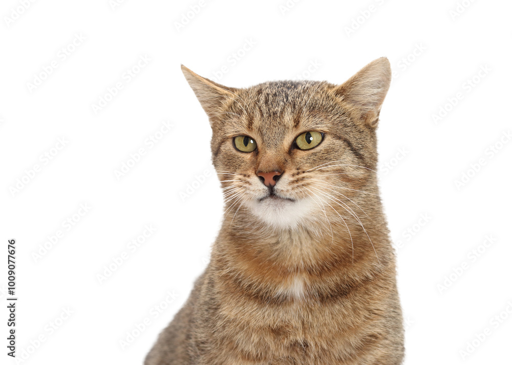 Beautiful Brown Cat looks at the camera. Kitten close-up on white background. Without people. Studio portrait of a cat. Pet shop. Indoor cat. World pet day. Pet store poster design. Beautiful Brown Cat looks at the camera. Kitten close-up on white background. Without people. Studio portrait of a cat. Pet shop. Indoor cat. World pet day. Pet store poster design.