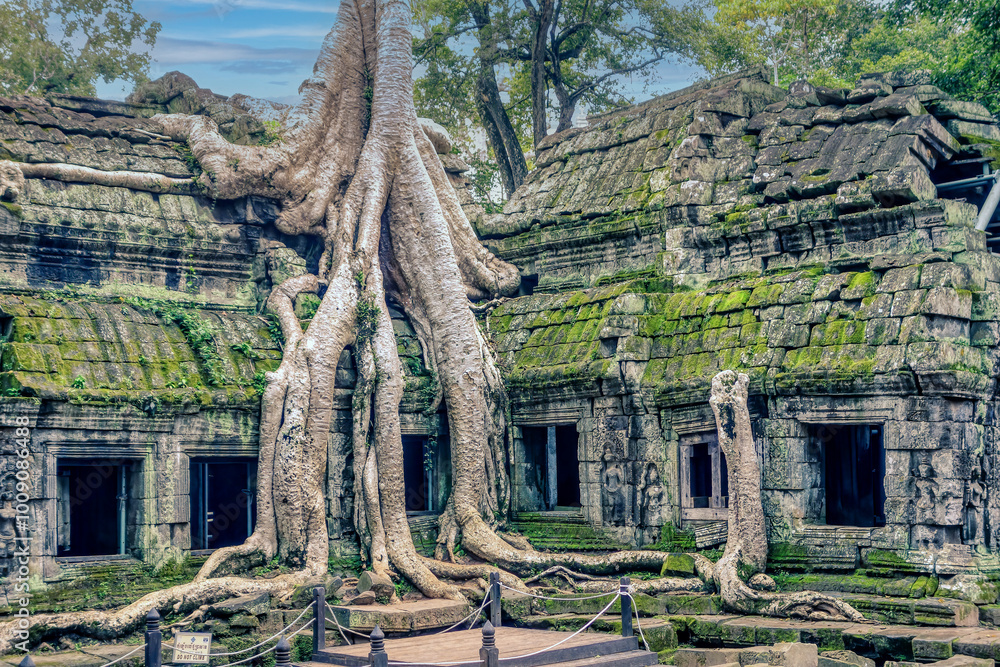 Naklejka premium Amazing Ta Prohm temple overgrown with trees. Mysterious ruins of Ta Prohm nestled among rainforest in Angkor, Siem Reap, Cambodia
