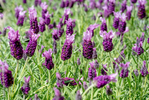 Lavandula stoechas in the garden.