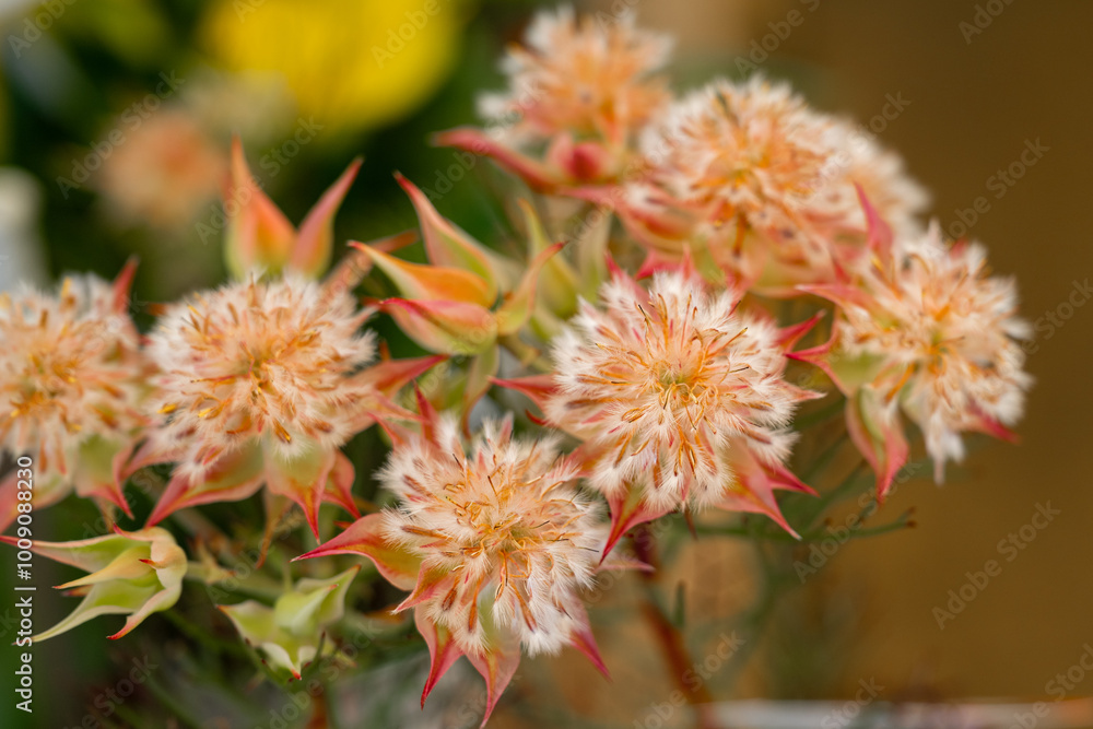 Blushing Bride ( Serruria florida ) in the garden. Blushing Bride ( Serruria florida ) in the garden.