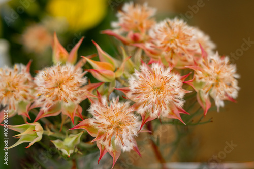 Blushing Bride ( Serruria florida ) in the garden. photo