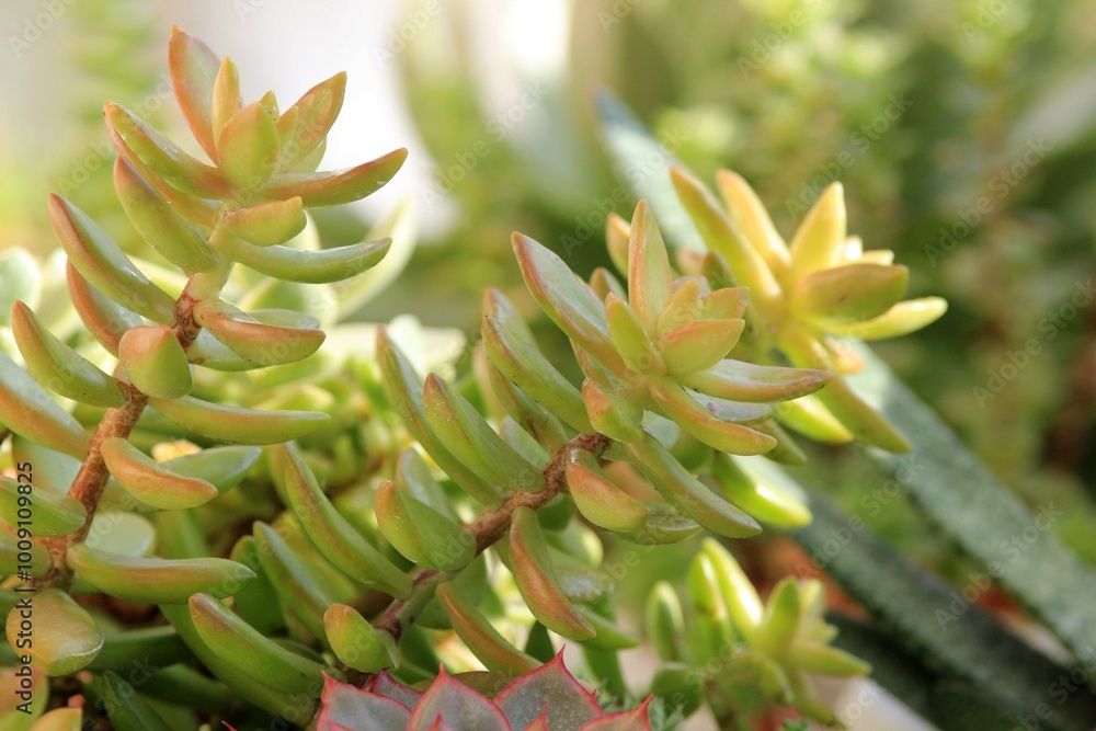 Leaves of different succulents on a blurry background Leaves of different succulents on a blurry background