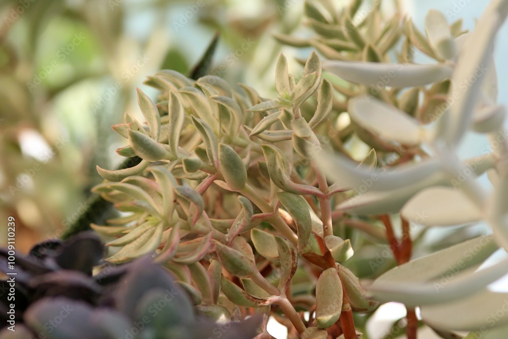 Leaves of different succulents on a blurry background Leaves of different succulents on a blurry background