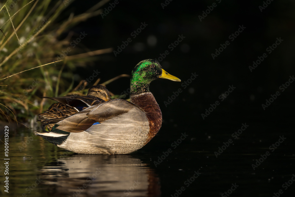 mallard duck backlit in morning light mallard duck backlit in morning light