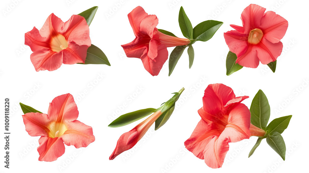 Obraz premium set of red mandevilla flowers isolated on transparent background