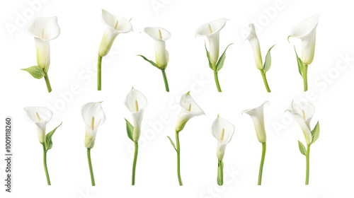 set of white yellow zantedeschia flowers isolated on transparent background
