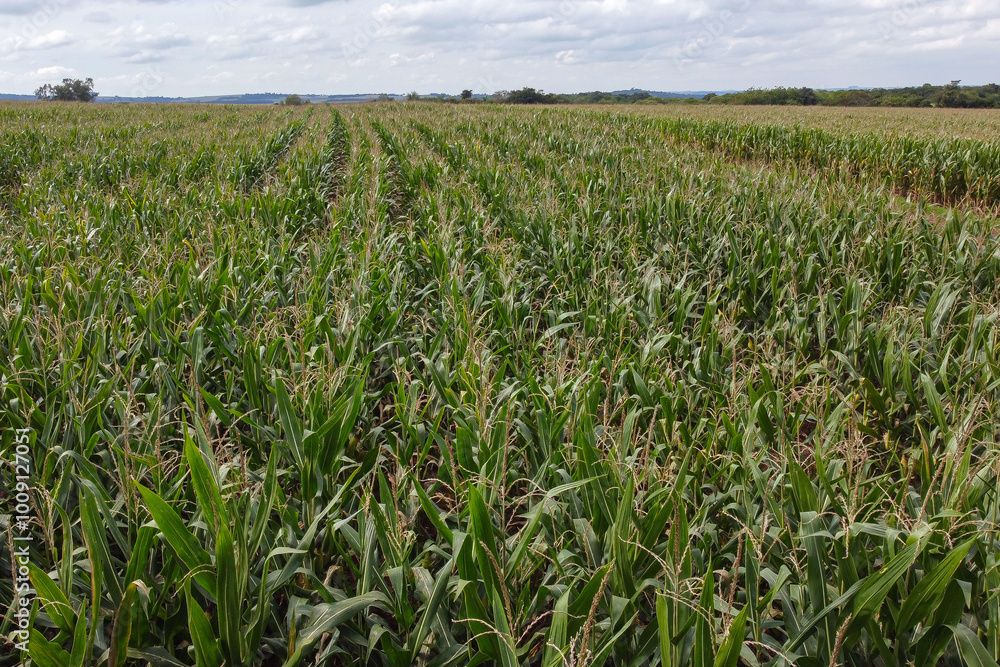 General view of a cornfield, highlighting the green of the leaves, on a day with a slightly cloudy sky. General view of a cornfield, highlighting the green of the leaves, on a day with a slightly cloudy sky.